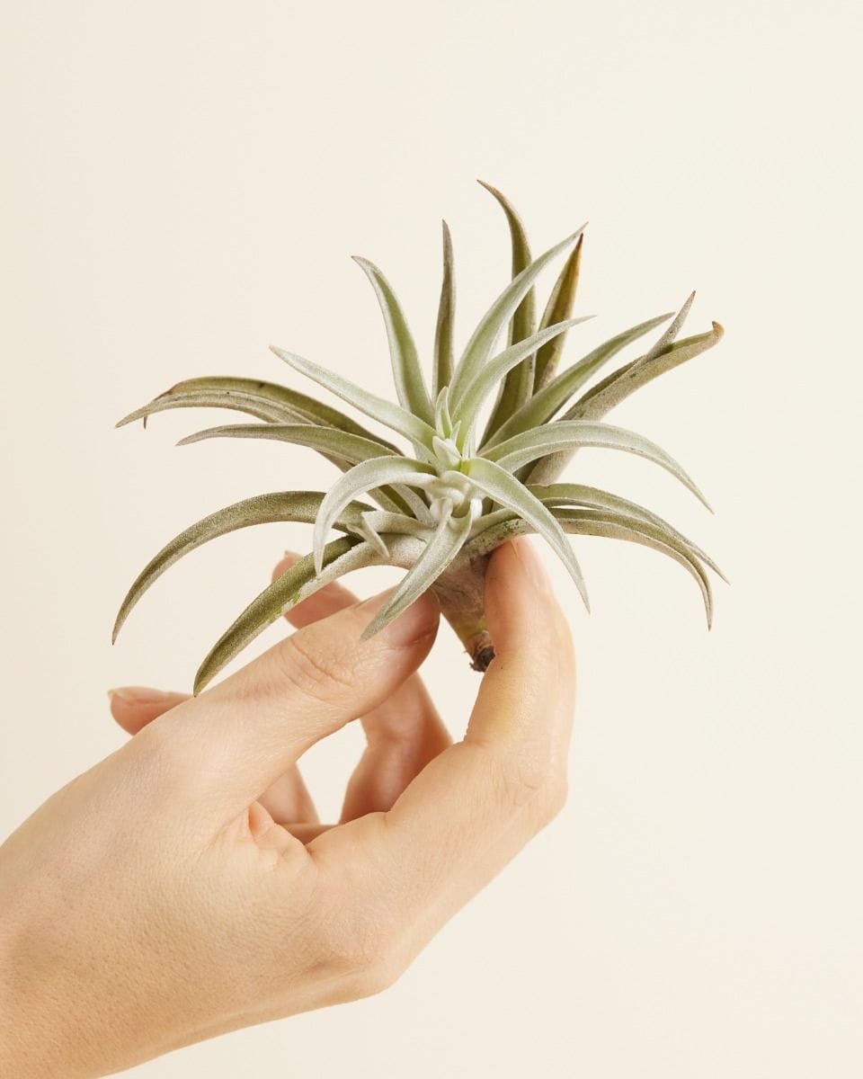 Baby Tillandsia Air plant Harrisii