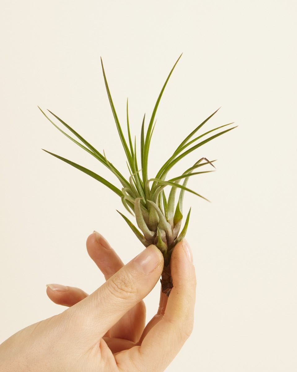 Bebé Tillandsia Air plant Melanocrater