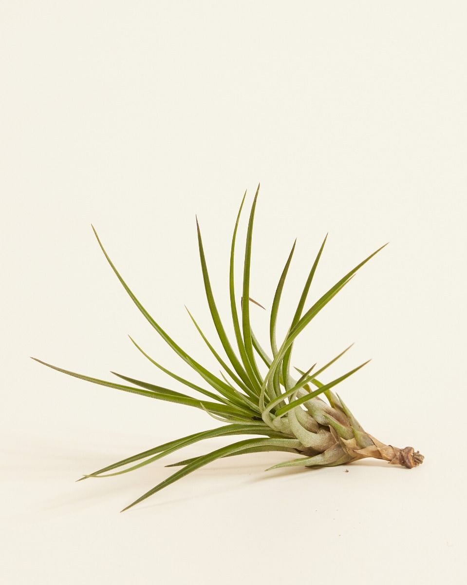 Bebé Tillandsia Air plant Melanocrater