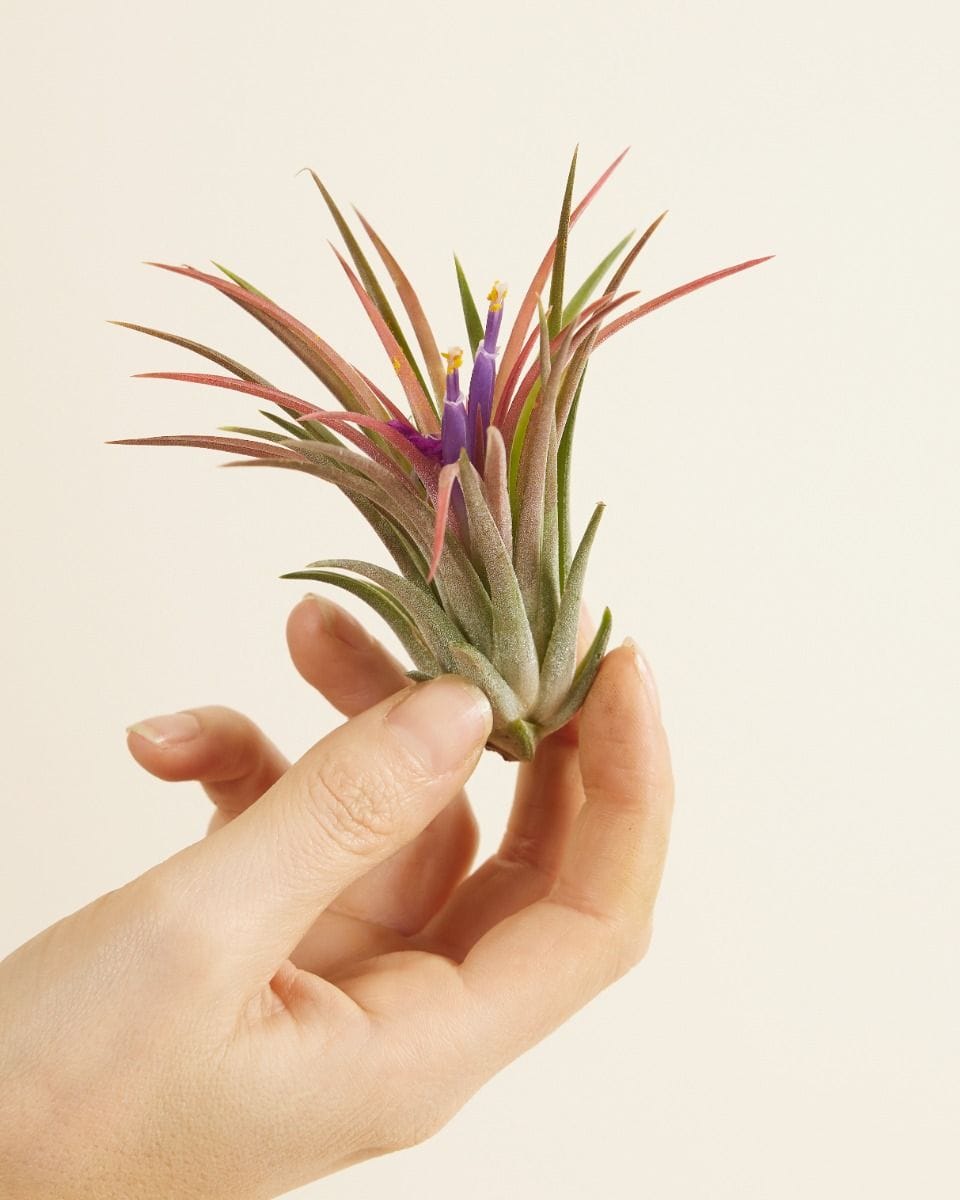 Baby Tillandsia Air plant Ionantha