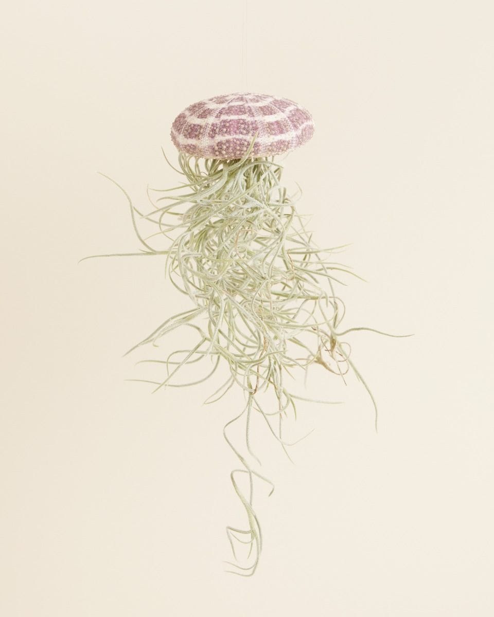 Bebé Tillandsia Air plant Usneoides Large
