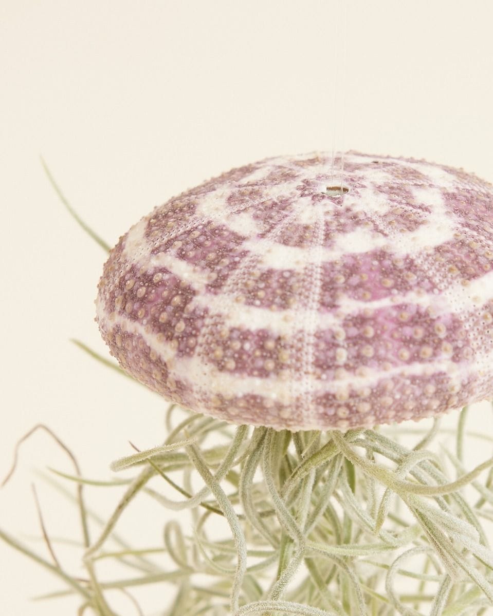 Bebé Tillandsia Air plant Usneoides Large