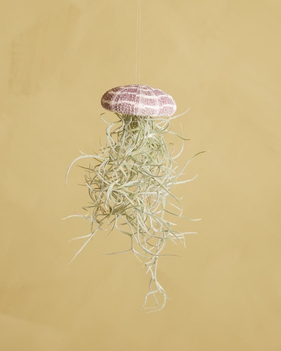 Bebé Tillandsia Air plant Usneoides Large