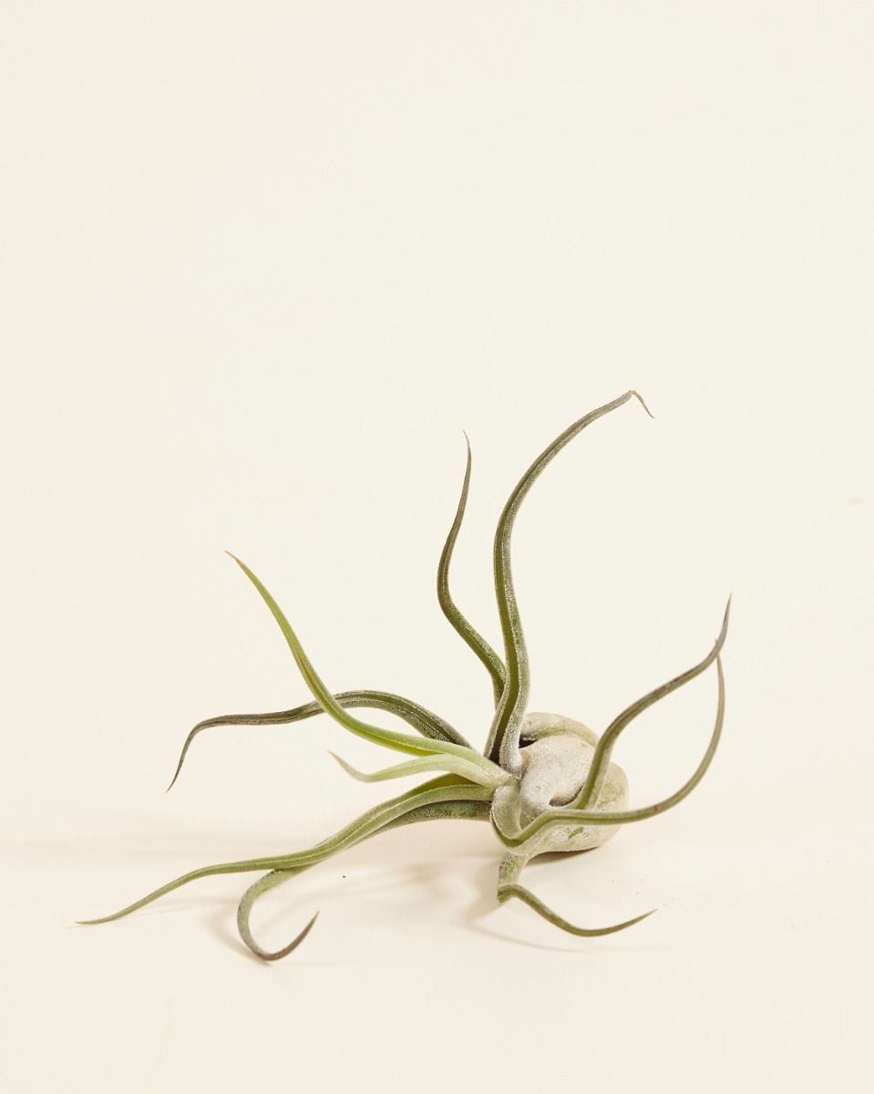 Bebé Tillandsia Air plant Caput Medusae (no shell)