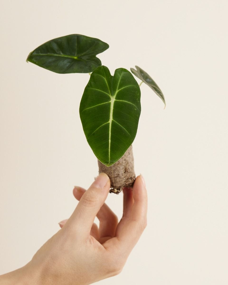 Baby Alocasia Elephant Ears Frydek