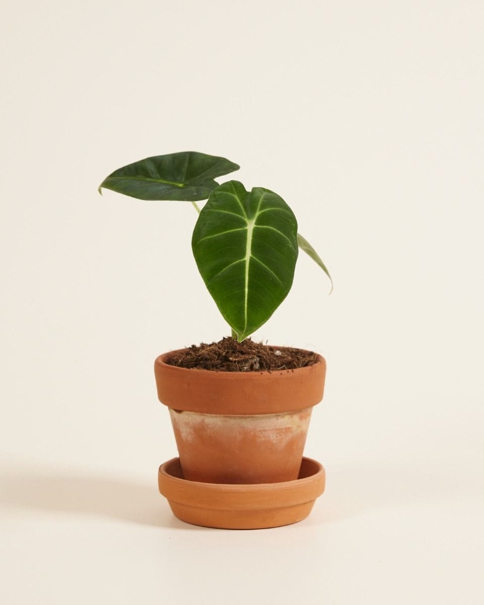 Baby Alocasia Elephant Ears Frydek