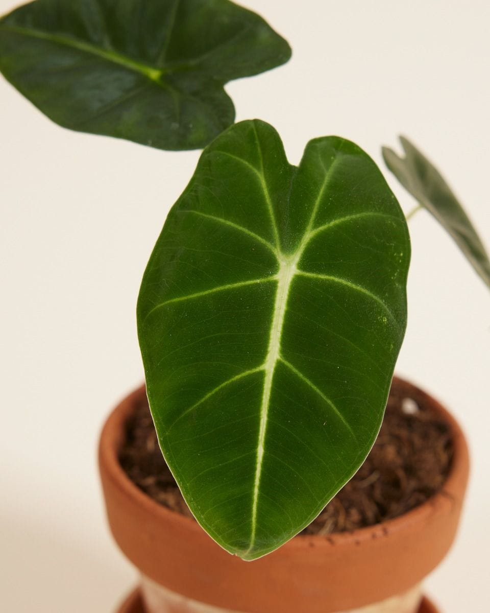 Baby Alocasia Elephant Ears Frydek