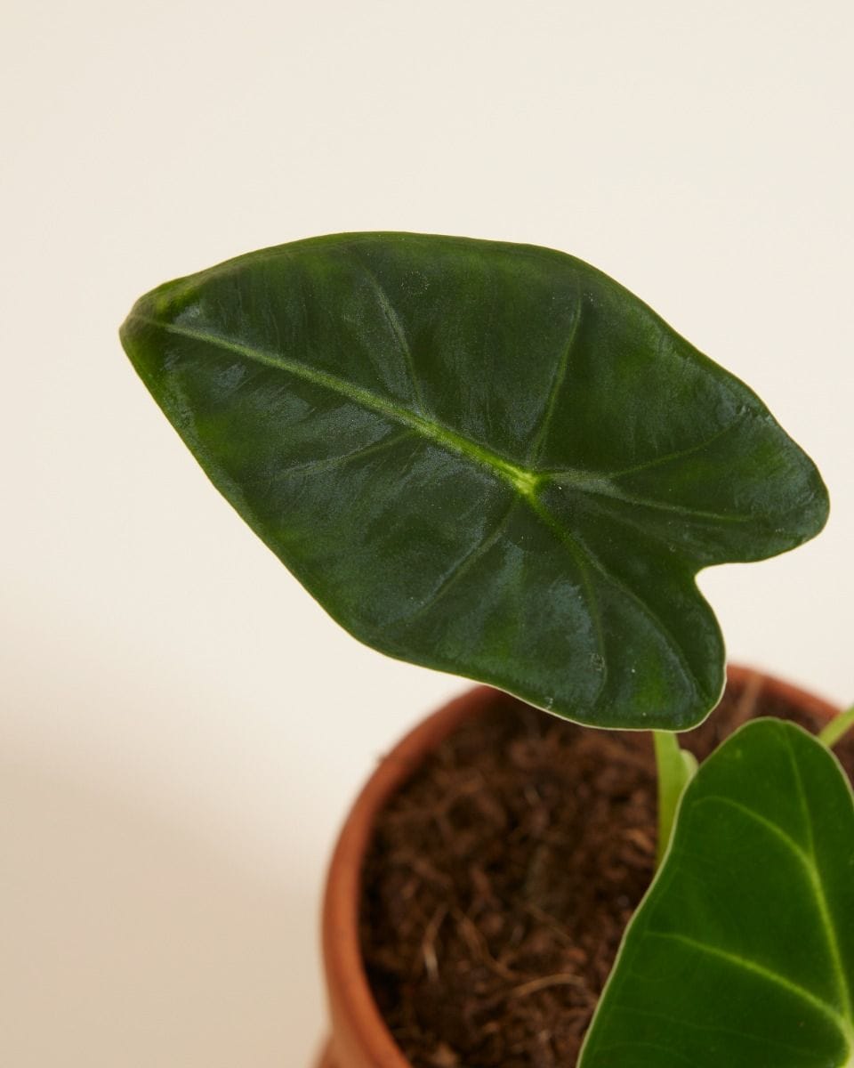 Baby Alocasia Elephant Ears Frydek