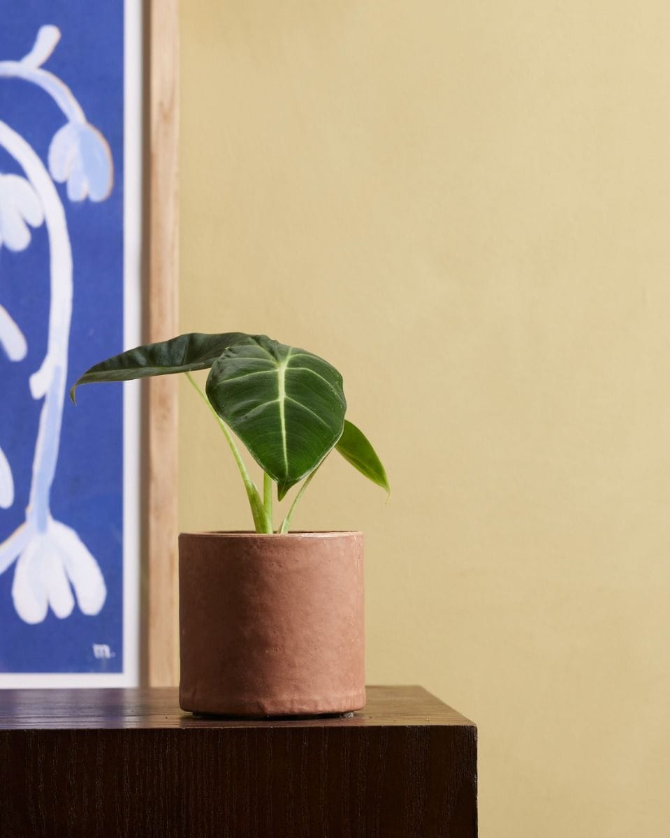 Baby Alocasia Elephant Ears Frydek