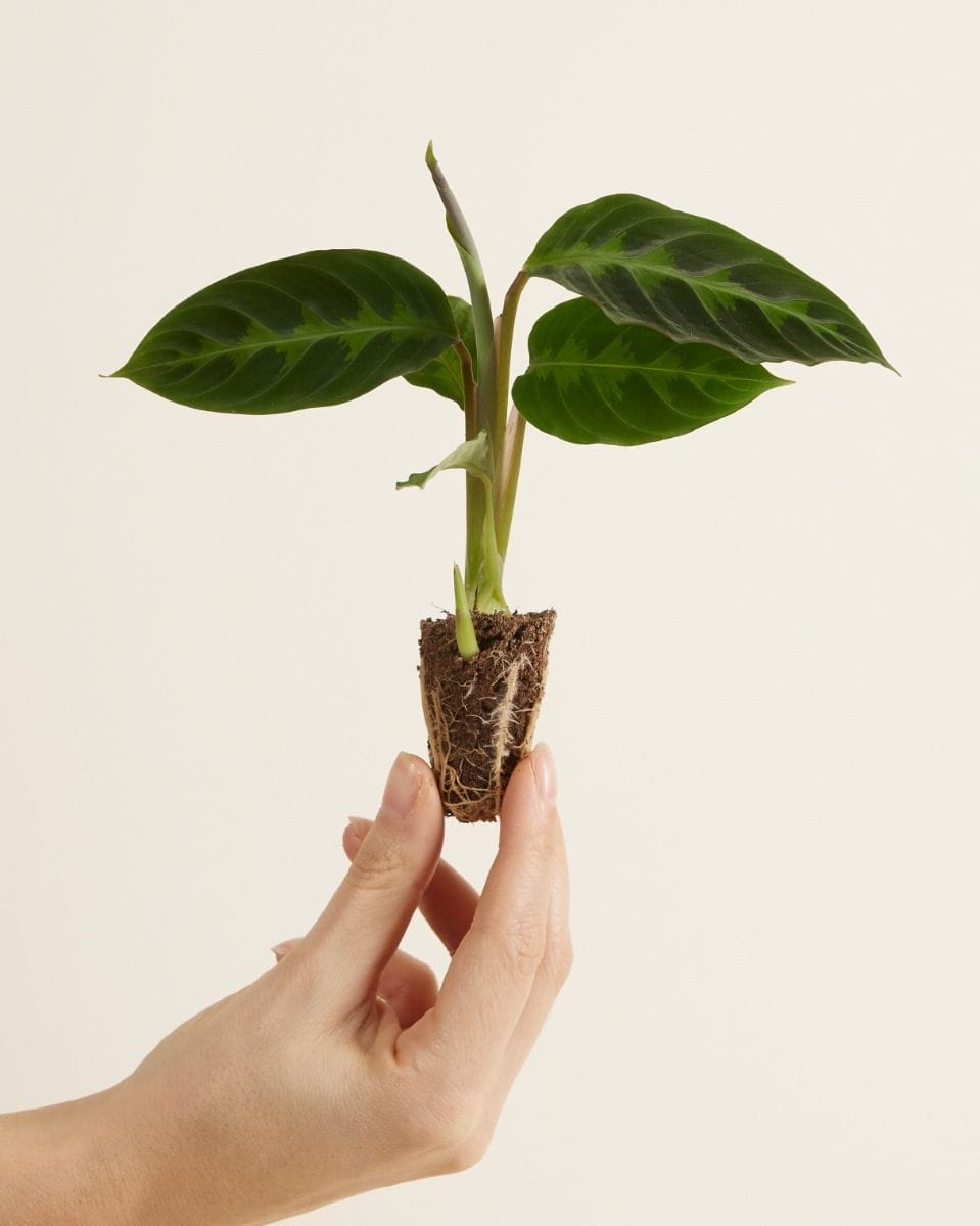 Baby Calathea Prayer plant Warscewiczii