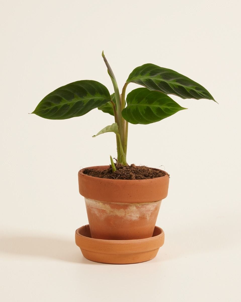 Baby Calathea Prayer plant Warscewiczii