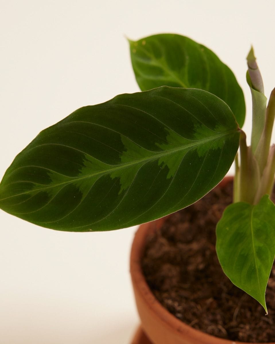Baby Calathea Prayer plant Warscewiczii