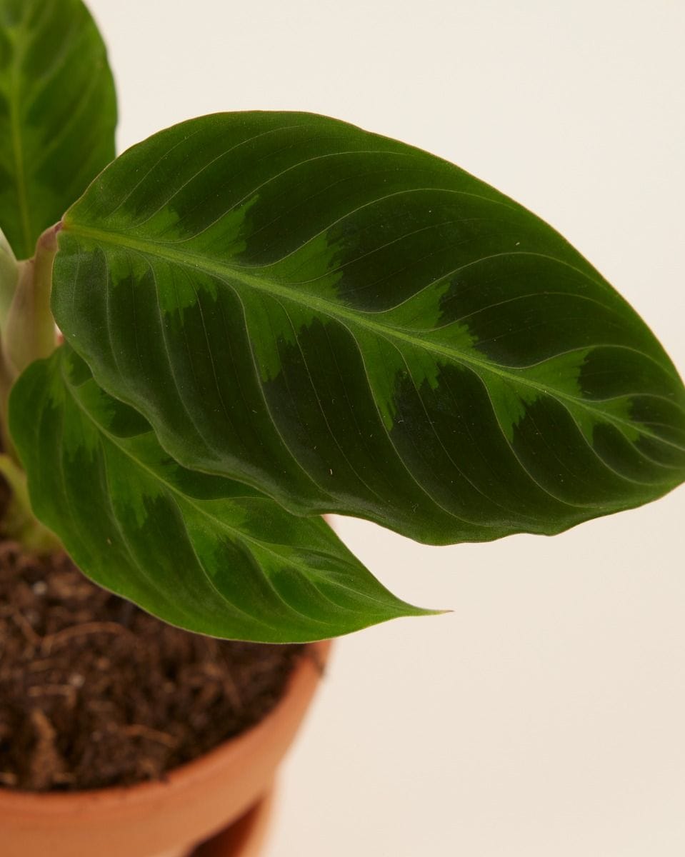 Baby Calathea Prayer plant Warscewiczii