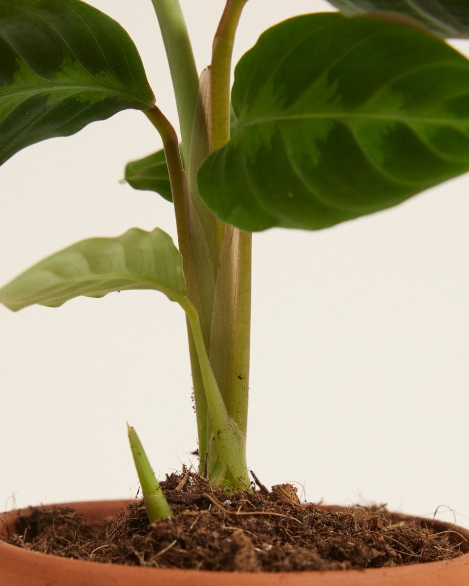 Baby Calathea Prayer plant Warscewiczii