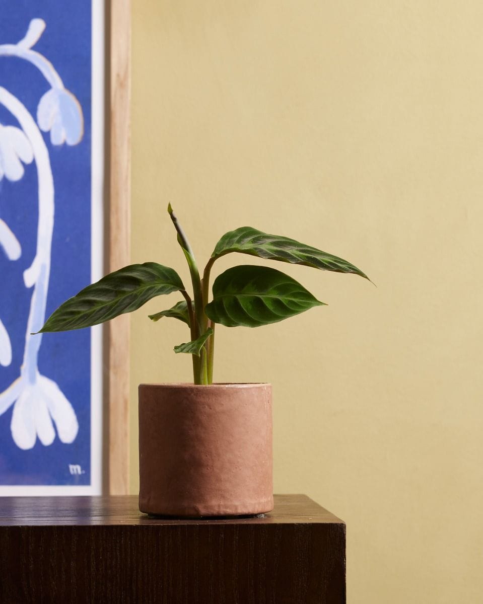 Baby Calathea Prayer plant Warscewiczii