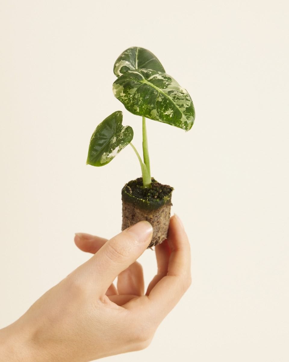 Baby Alocasia Elefantenohr Frydek Variegata