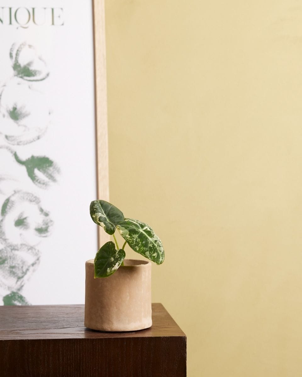 Baby Alocasia Elefantenohr Frydek Variegata