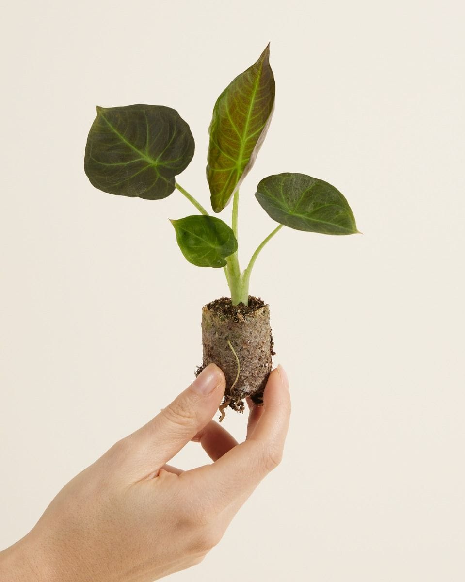 Bebé Alocasia Elephant Ears Regal Shield