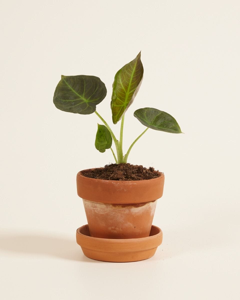 Bebé Alocasia Elephant Ears Regal Shield