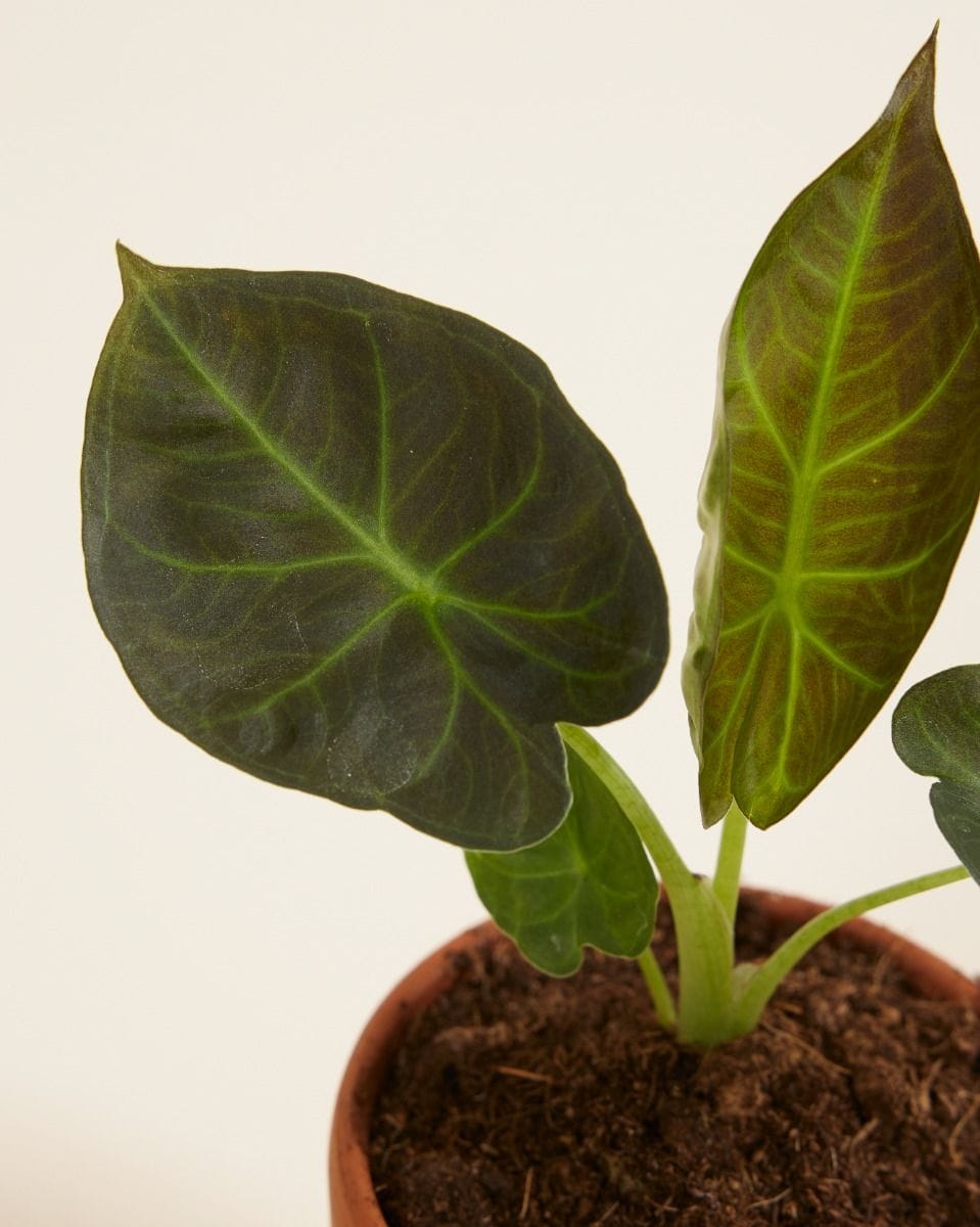 Bebé Alocasia Elephant Ears Regal Shield