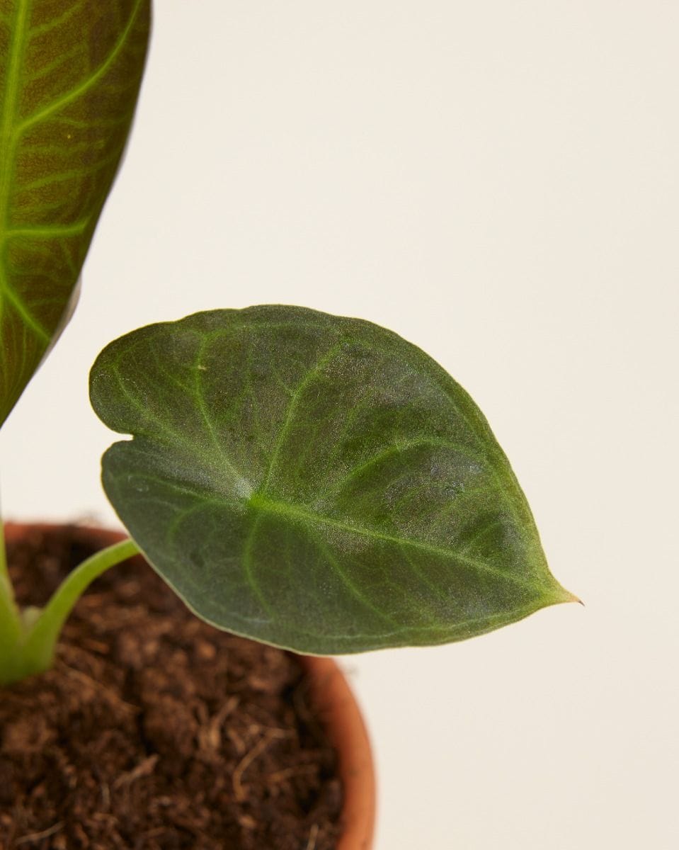 Bebé Alocasia Elephant Ears Regal Shield