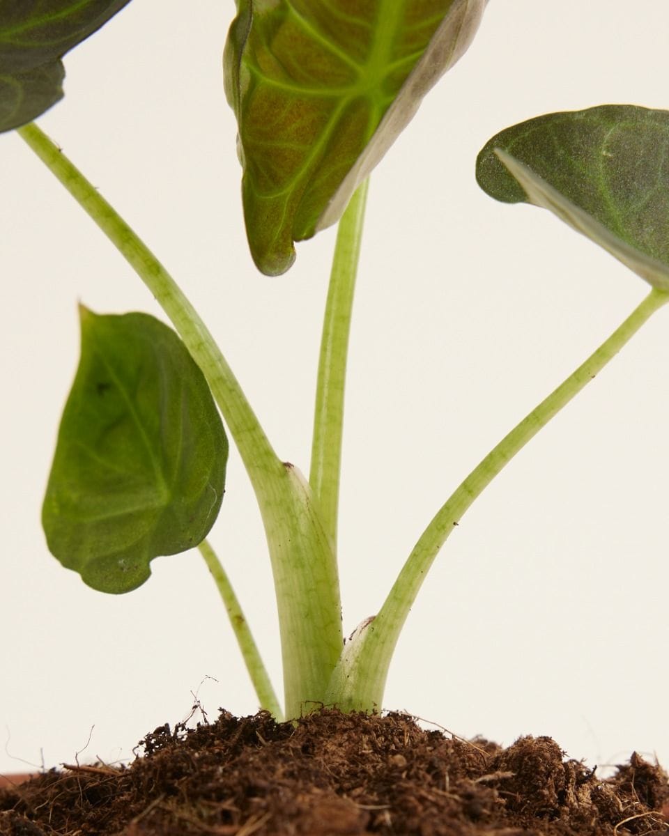 Bebé Alocasia Elephant Ears Regal Shield