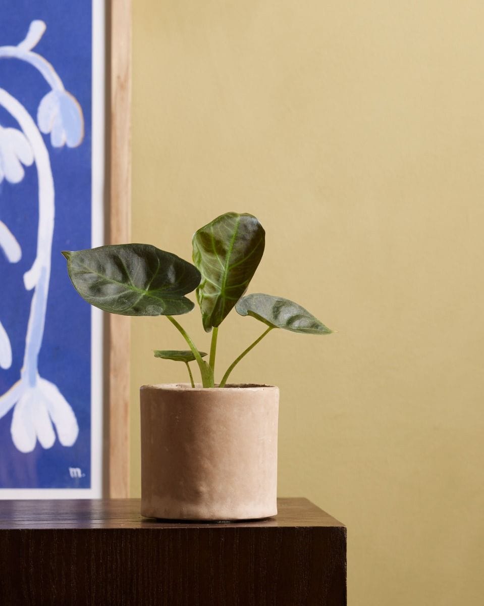 Bebé Alocasia Elephant Ears Regal Shield