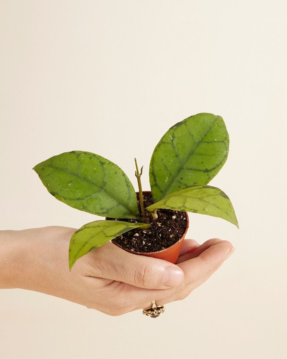 Bebé Hoya Callistophylla