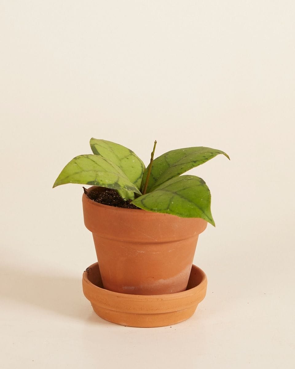 Bebé Hoya Callistophylla