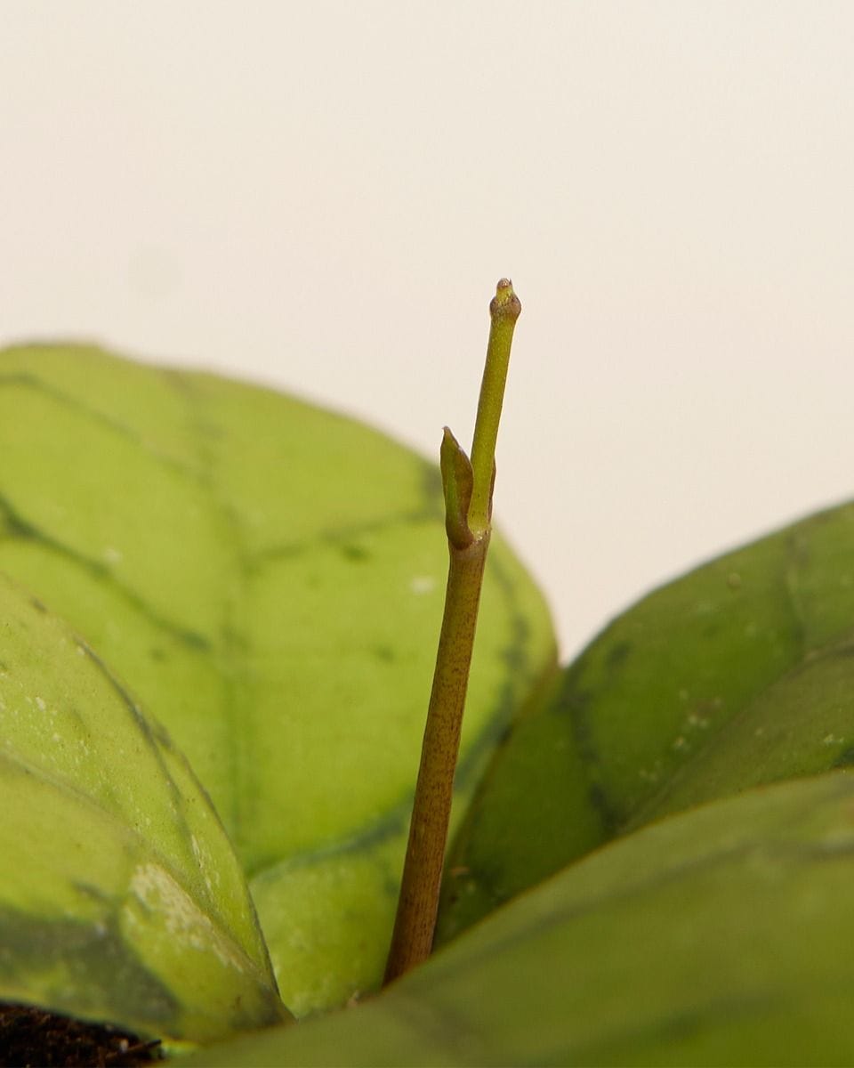 Bebé Hoya Callistophylla