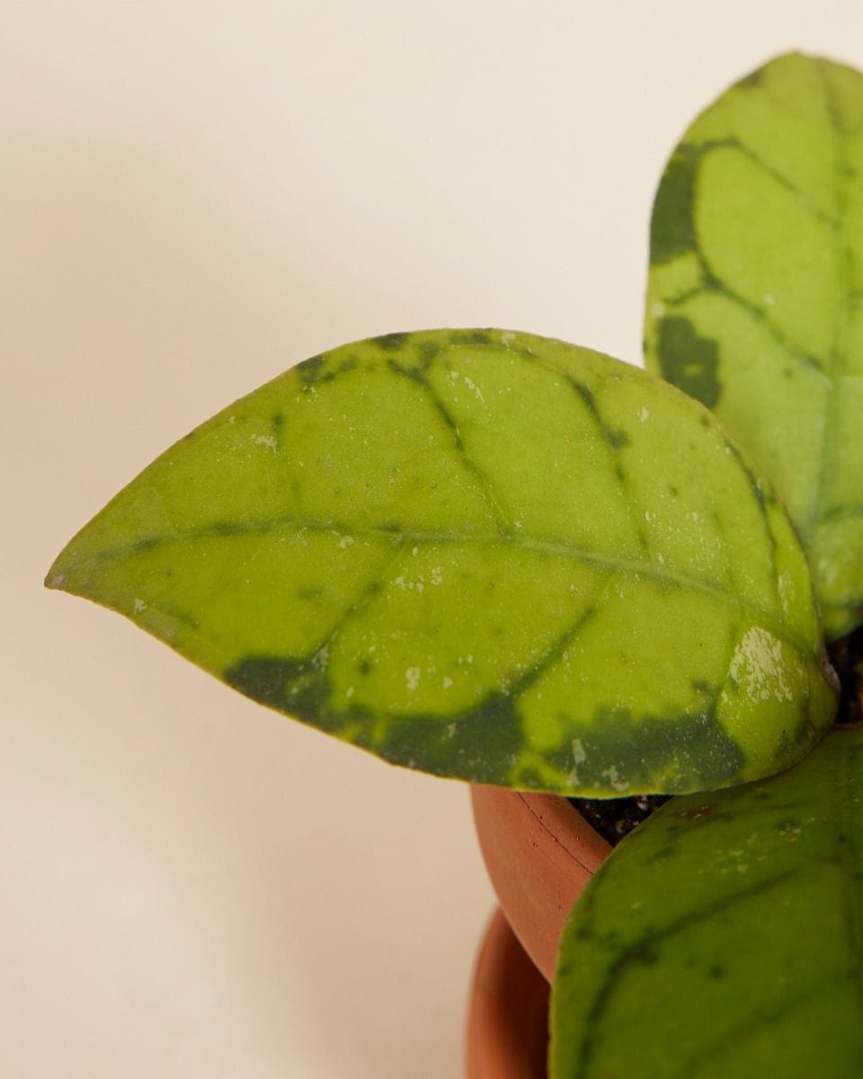 Bebé Hoya Callistophylla