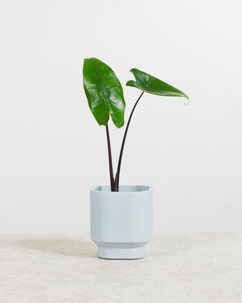 Baby Alocasia Zebrapflanze Black Zebrina