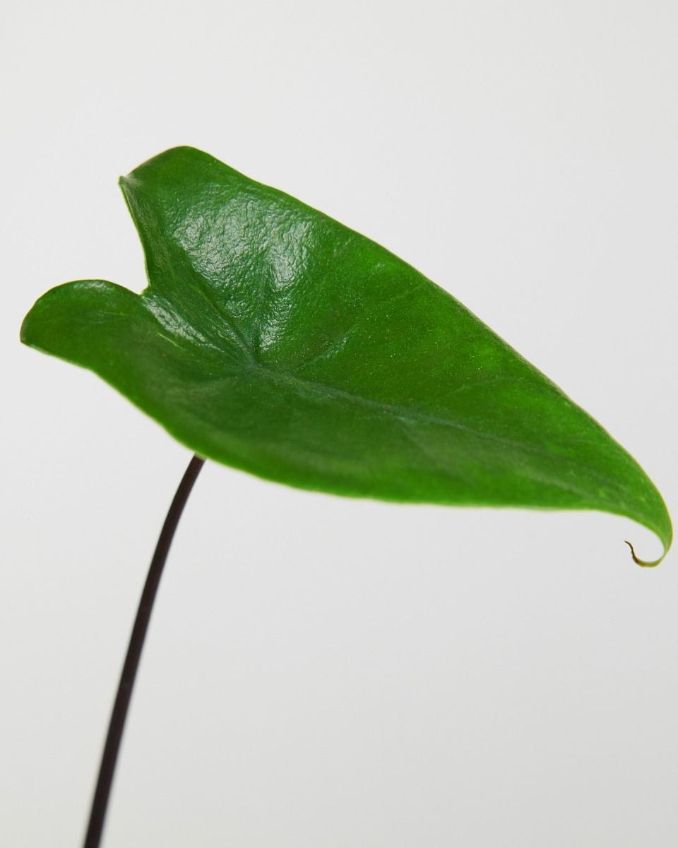 Baby Alocasia Zebrapflanze Black Zebrina