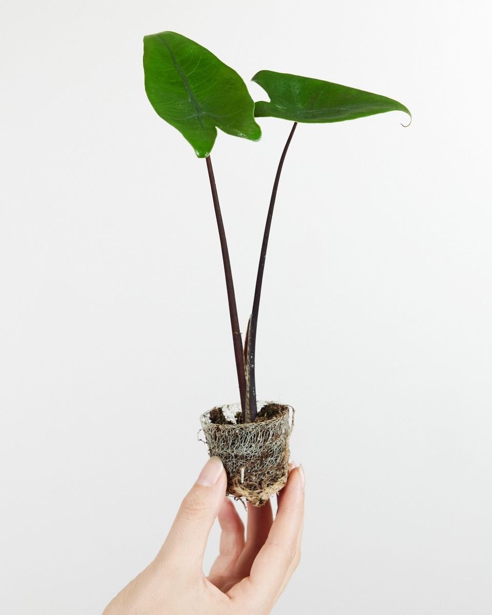 Baby Alocasia Zebrapflanze Black Zebrina