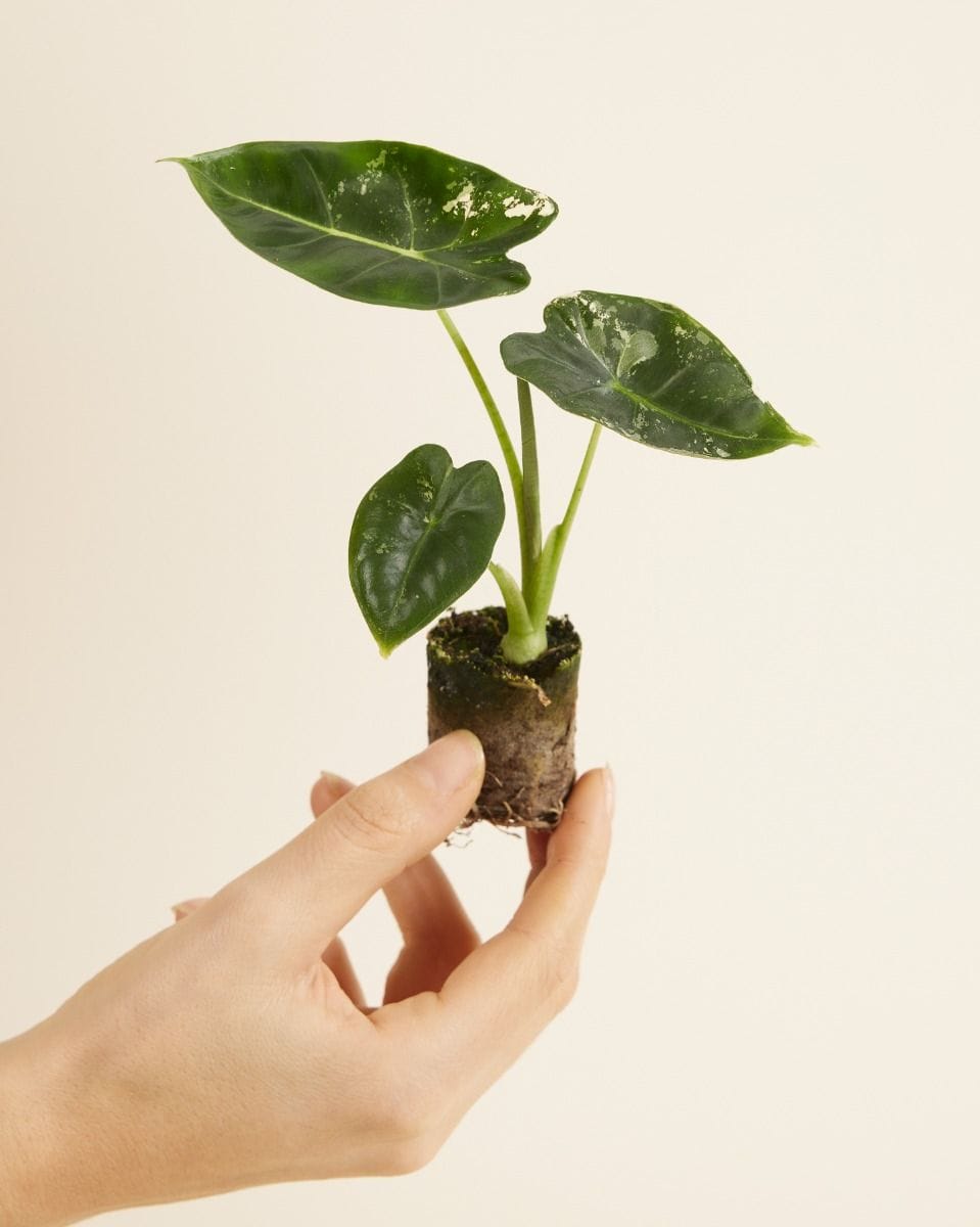Baby Alocasia Elefantenohr Frydek Variegata (B-grade)
