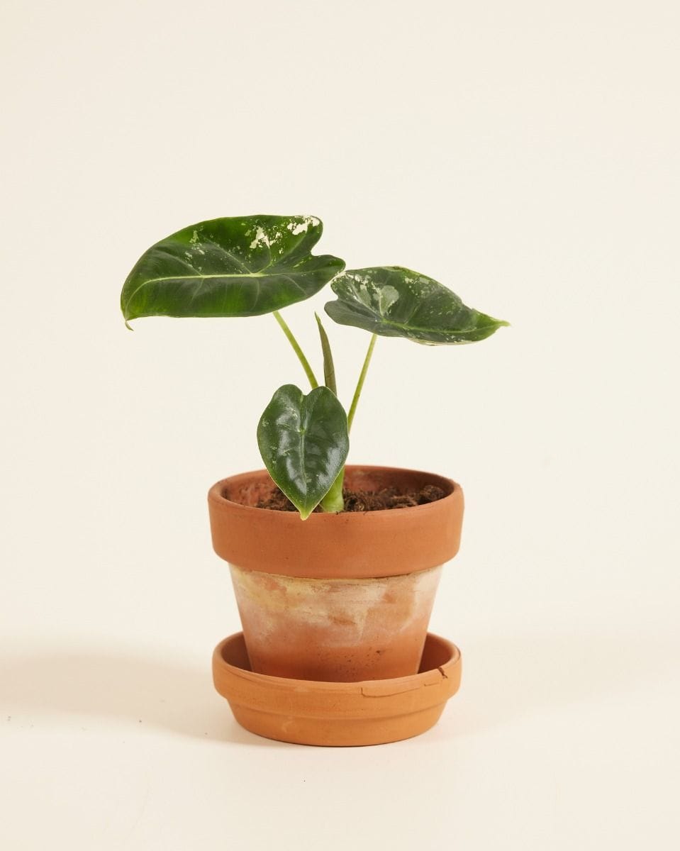 Baby Alocasia Elefantenohr Frydek Variegata (B-grade)