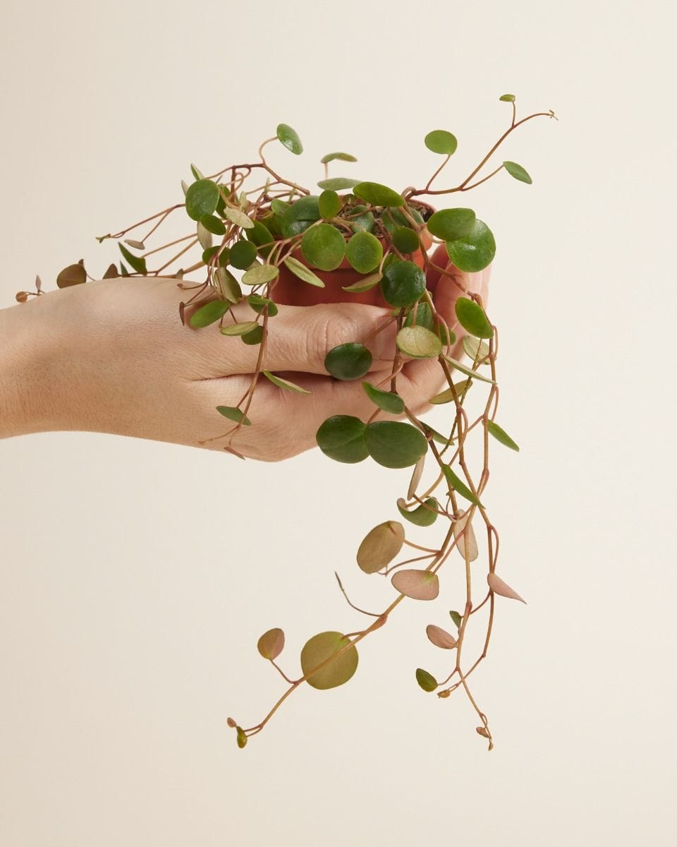 Bebé Peperomia Green Coins Pepperspot