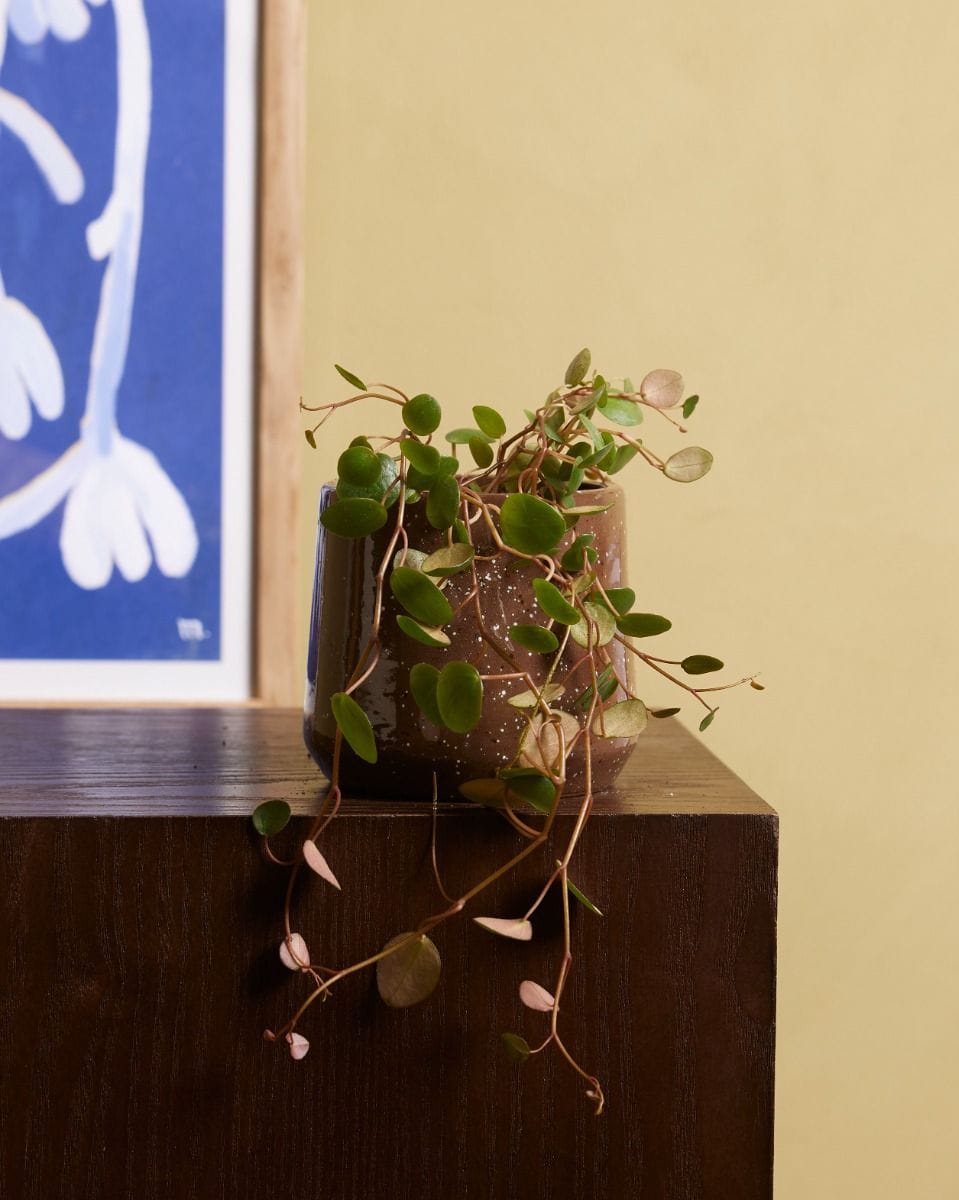 Bebé Peperomia Green Coins Pepperspot