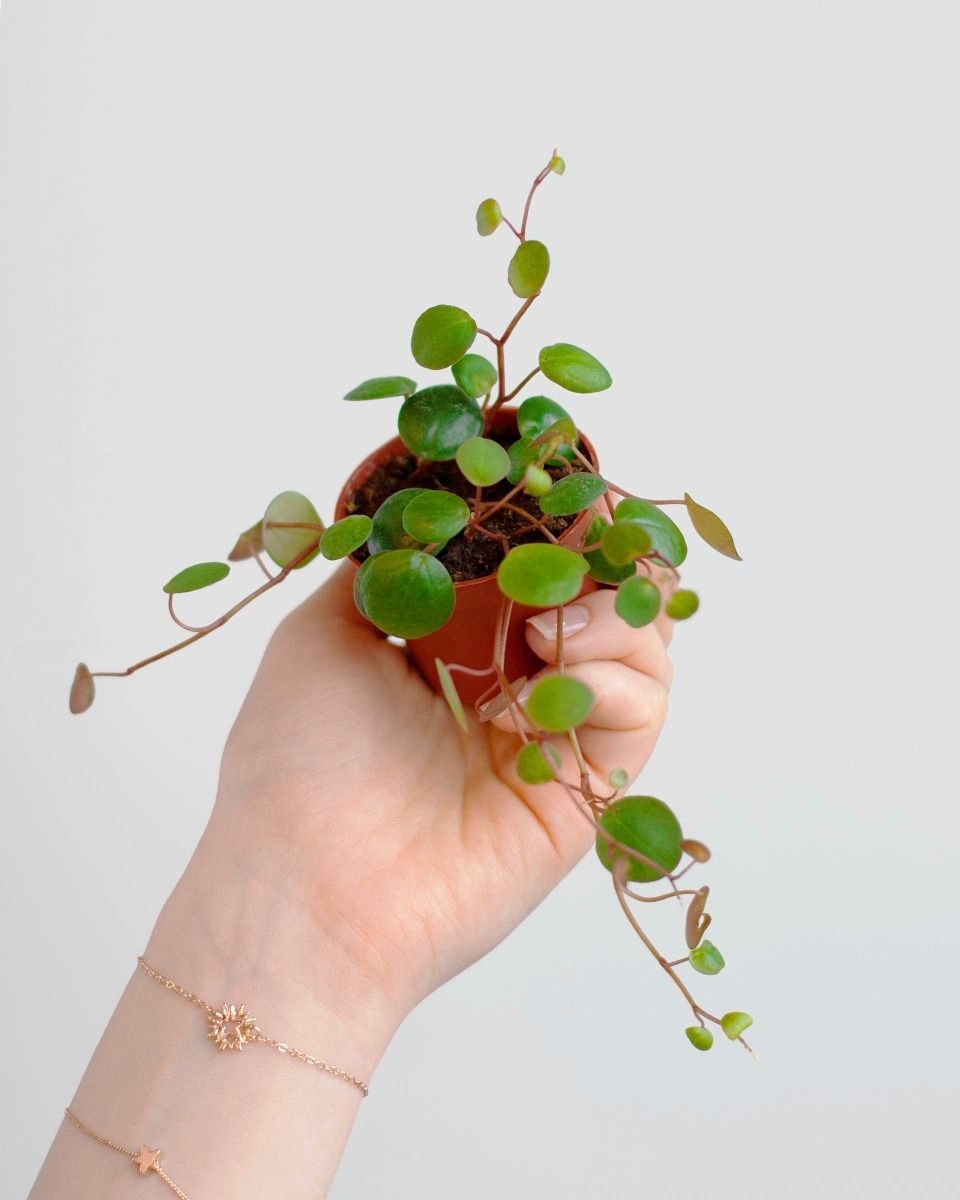 Pepperspot Peperomia