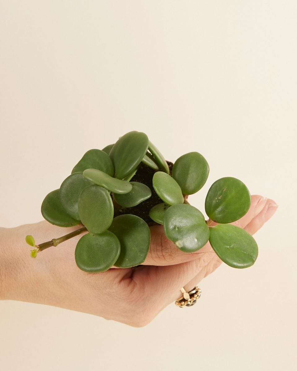 Bebé Peperomia Radiator plant Hope