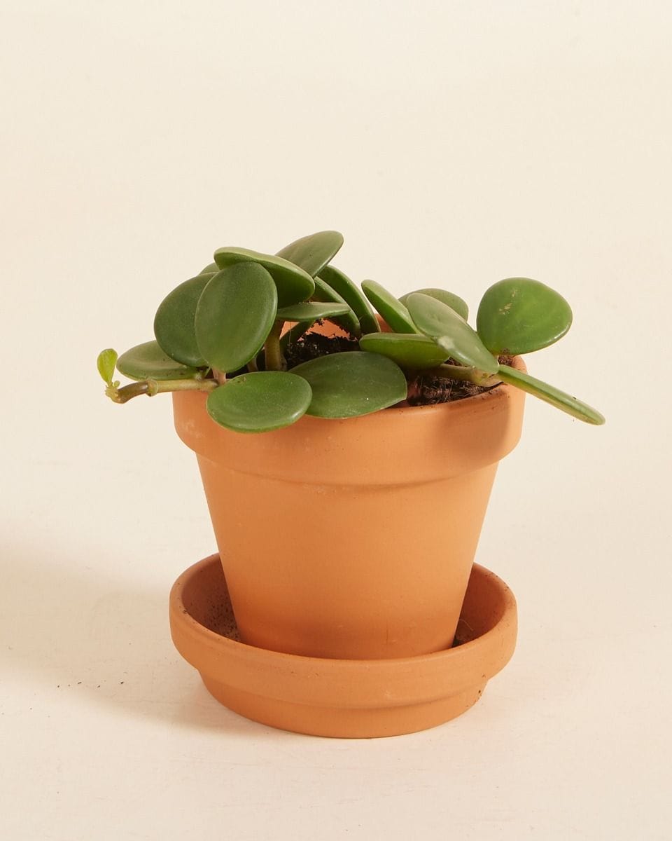 Bebé Peperomia Radiator plant Hope