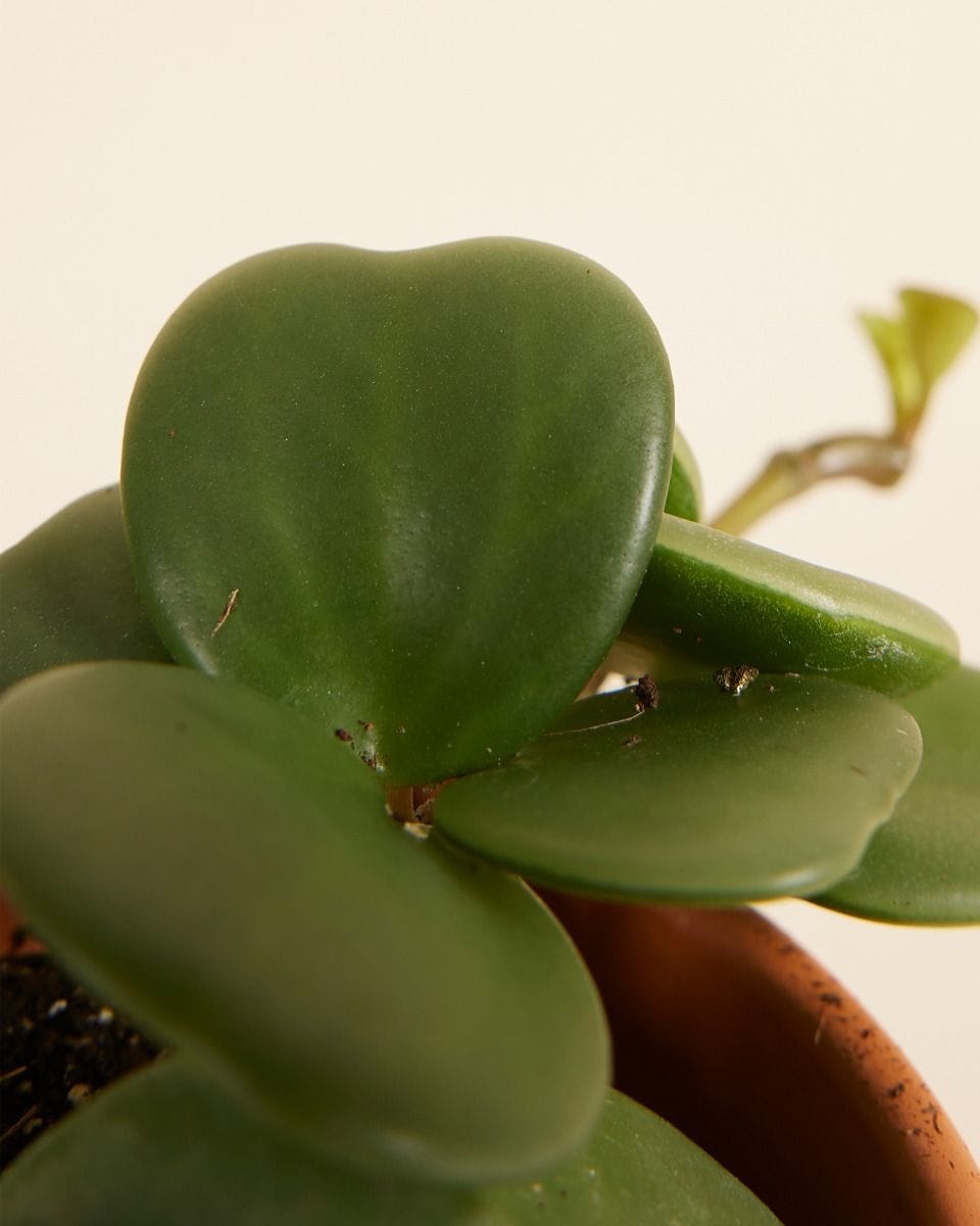 Bebé Peperomia Radiator plant Hope