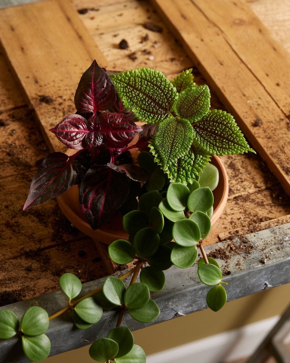 Bebé Peperomia Radiator plant Hope