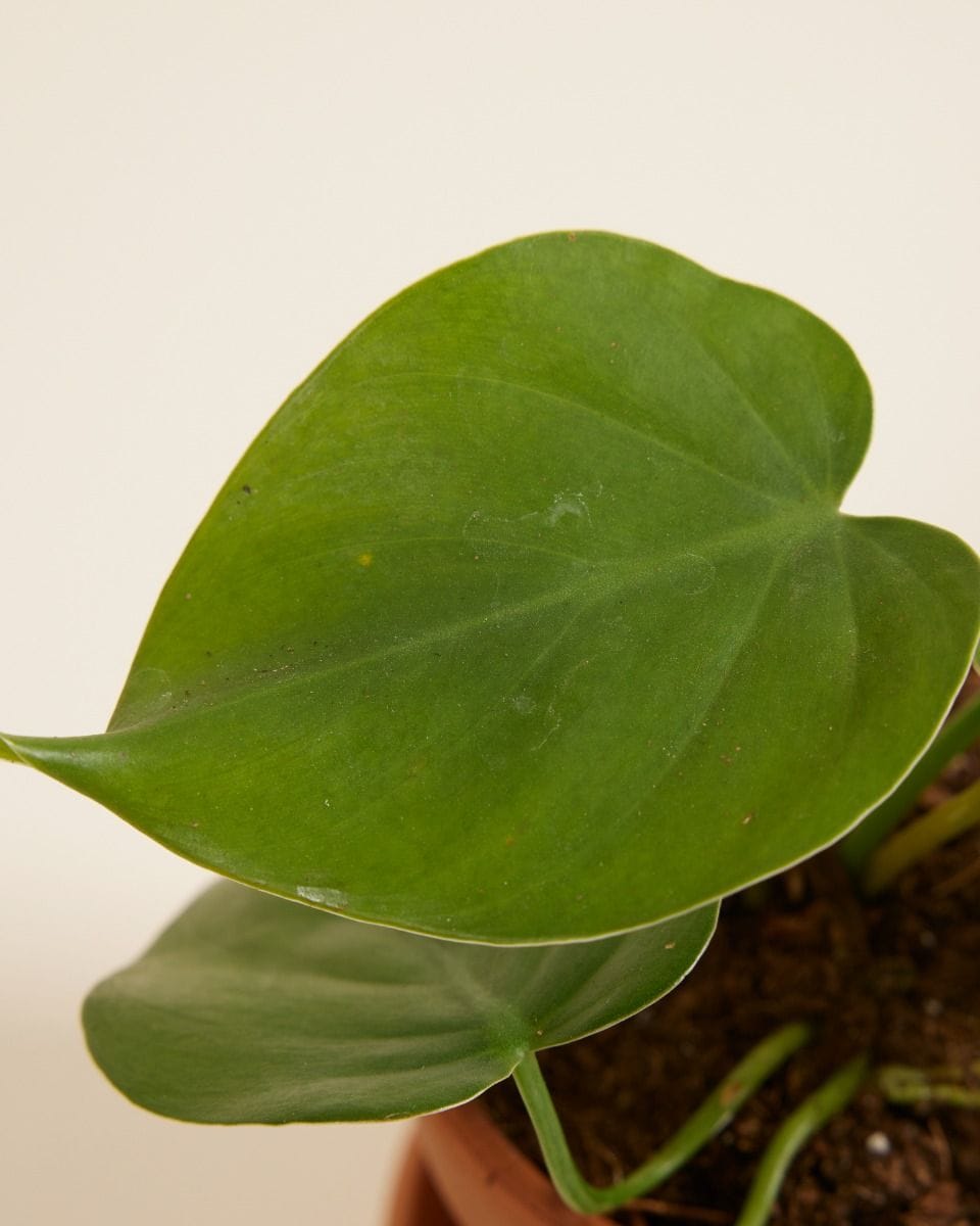 Bebé Philodendron Scandens