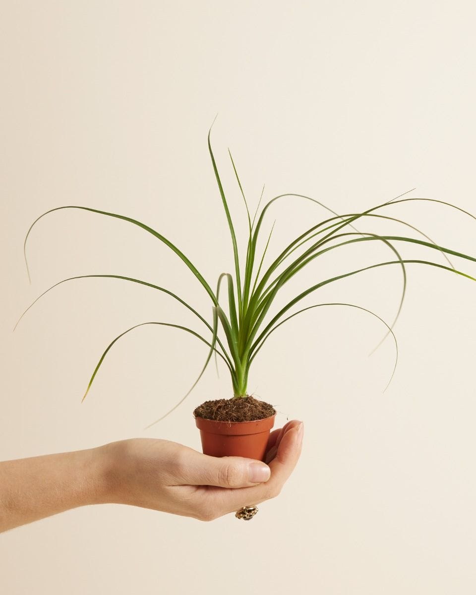 Baby Beaucarnea Pianta mangiafumo Recurvata