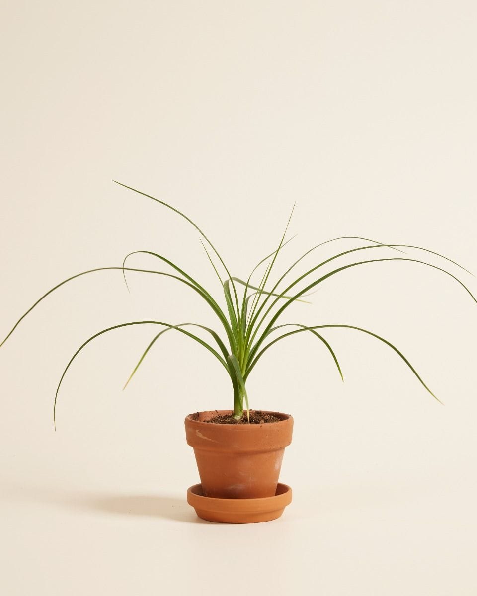Baby Beaucarnea Pianta mangiafumo Recurvata