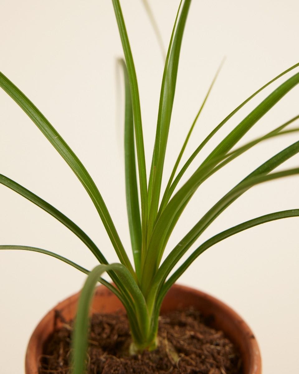 Baby Beaucarnea Pianta mangiafumo Recurvata