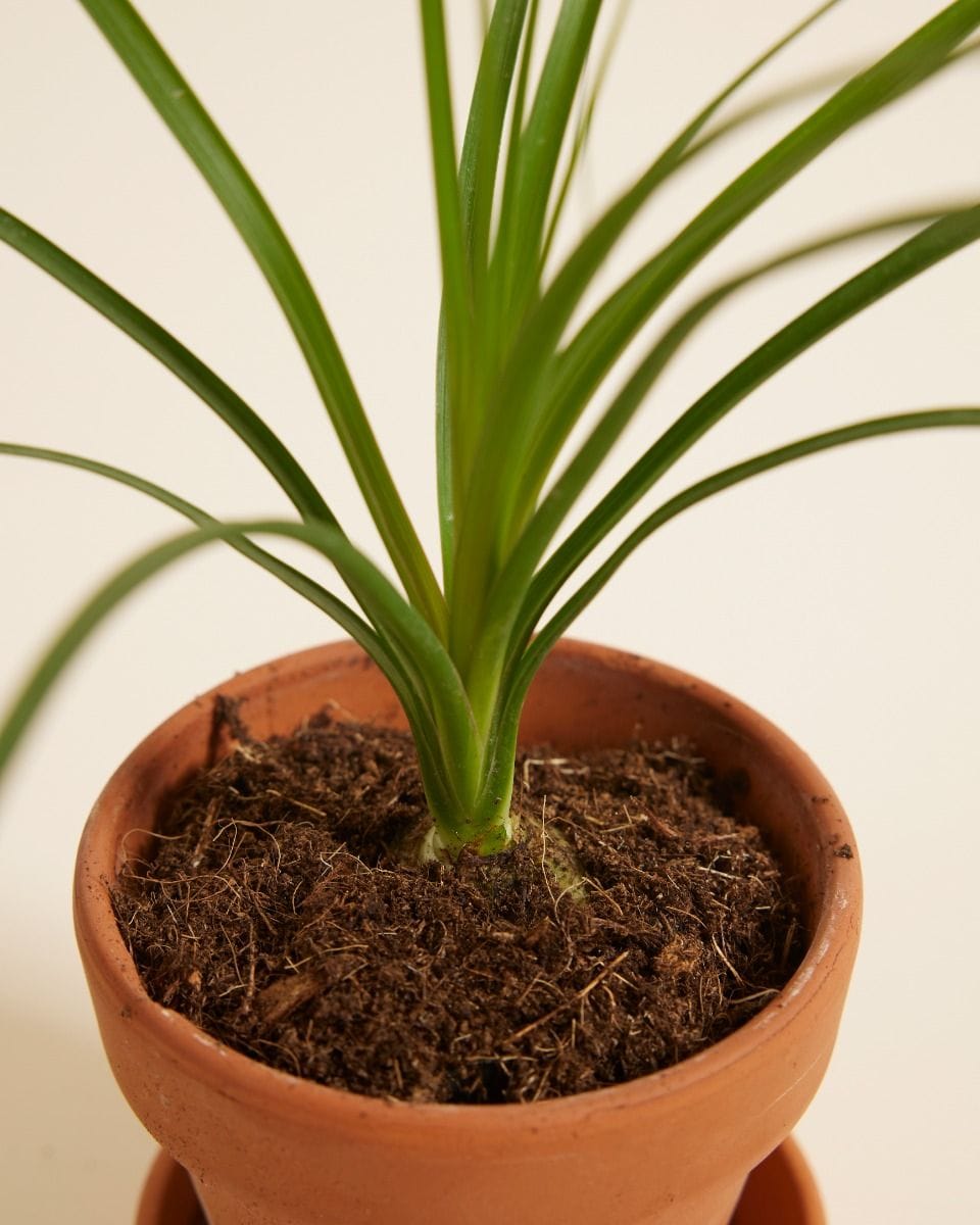 Baby Beaucarnea Pianta mangiafumo Recurvata
