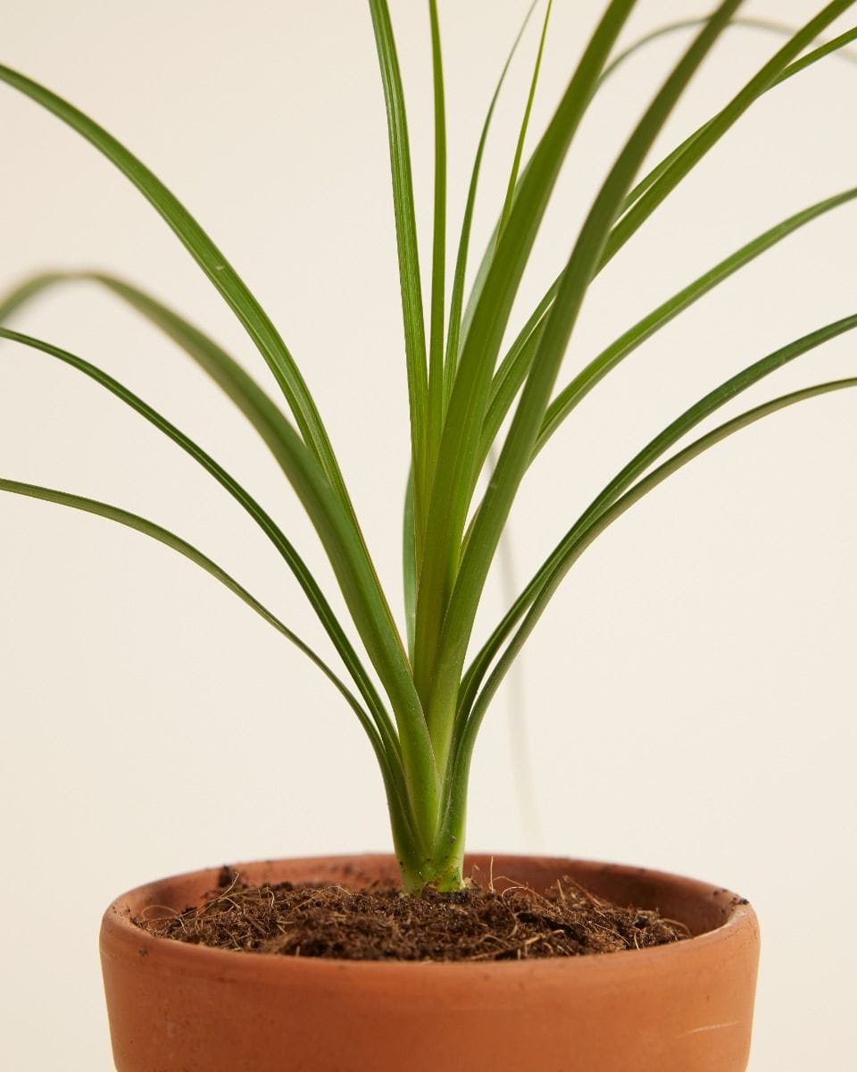 Baby Beaucarnea Pianta mangiafumo Recurvata