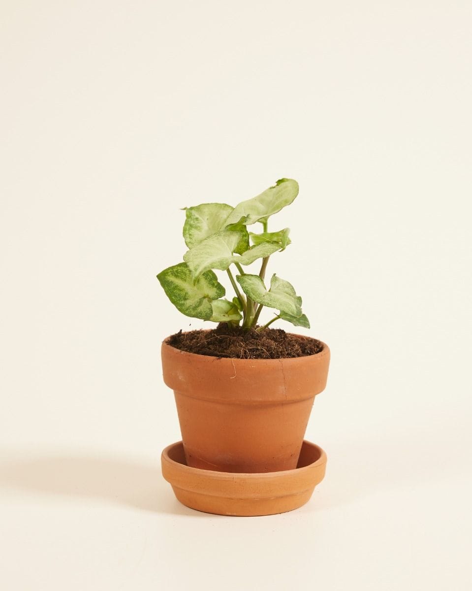 Bebé Syngonium White Butterfly